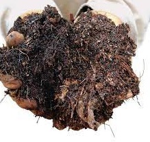 فروش خاک برگ 4 لیتری 
